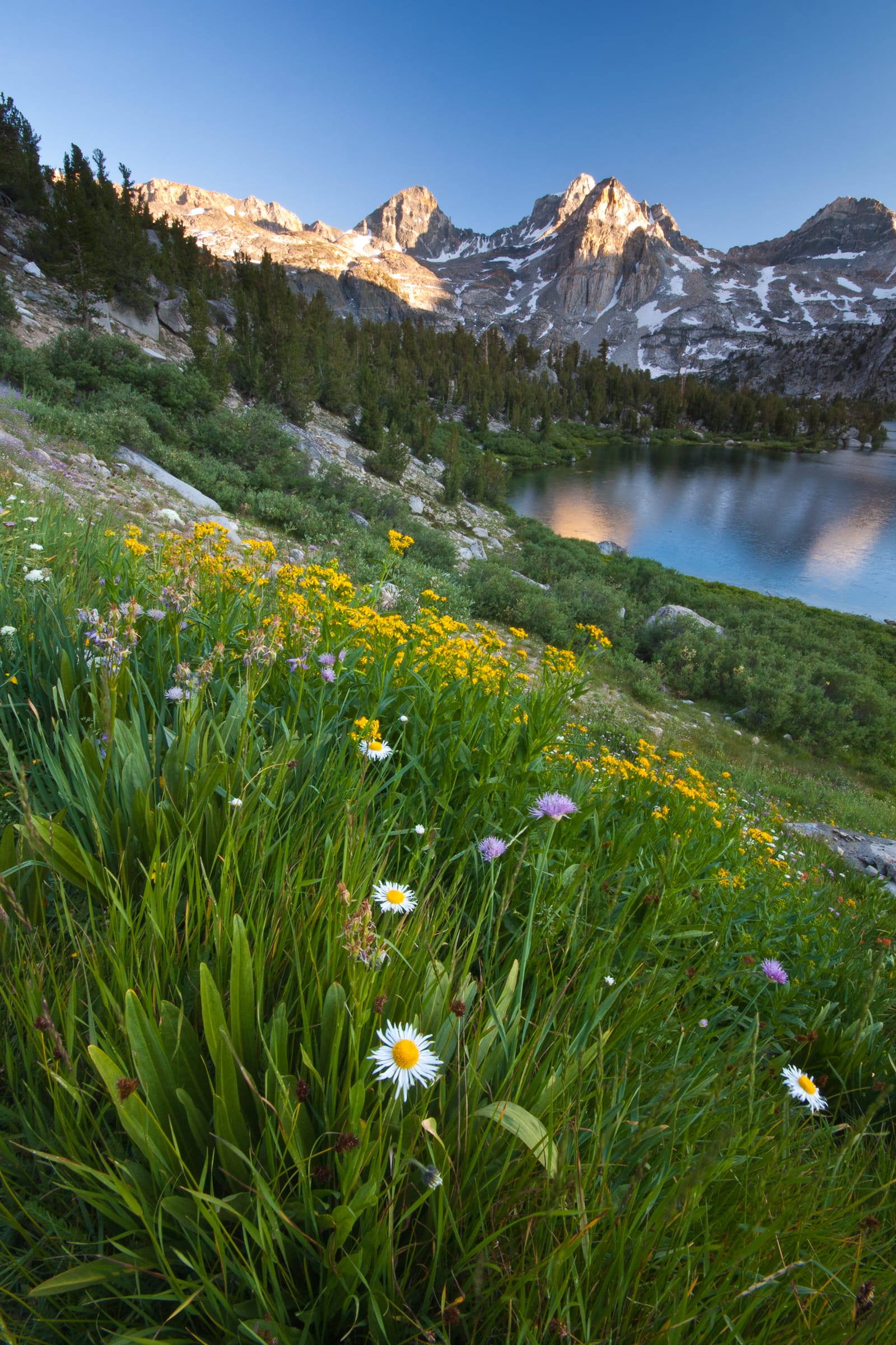Wildflowers along the Rae Lakes Loop